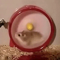 GIF d'un hamster tourant dans une roue